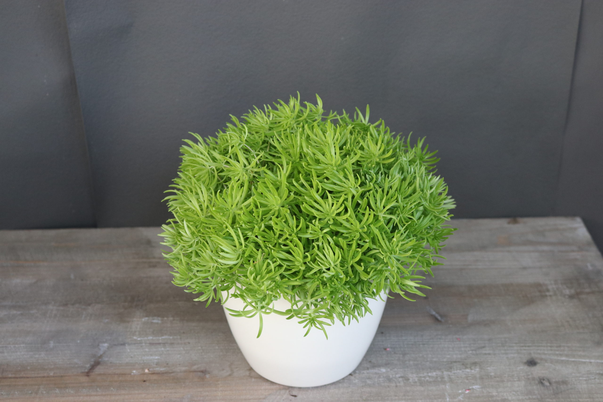 Sedum ‚yellow bouquet‘