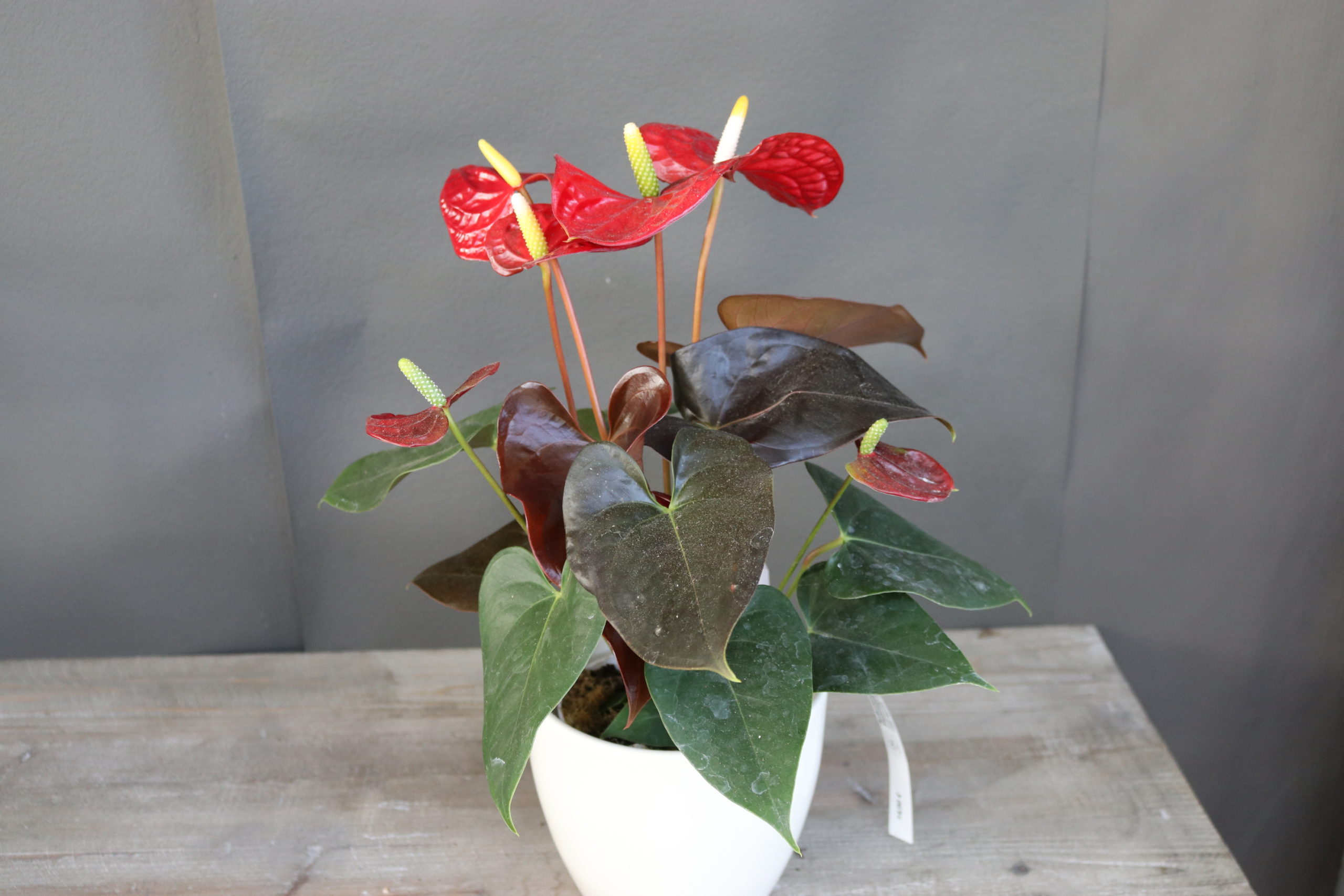 Anthurium