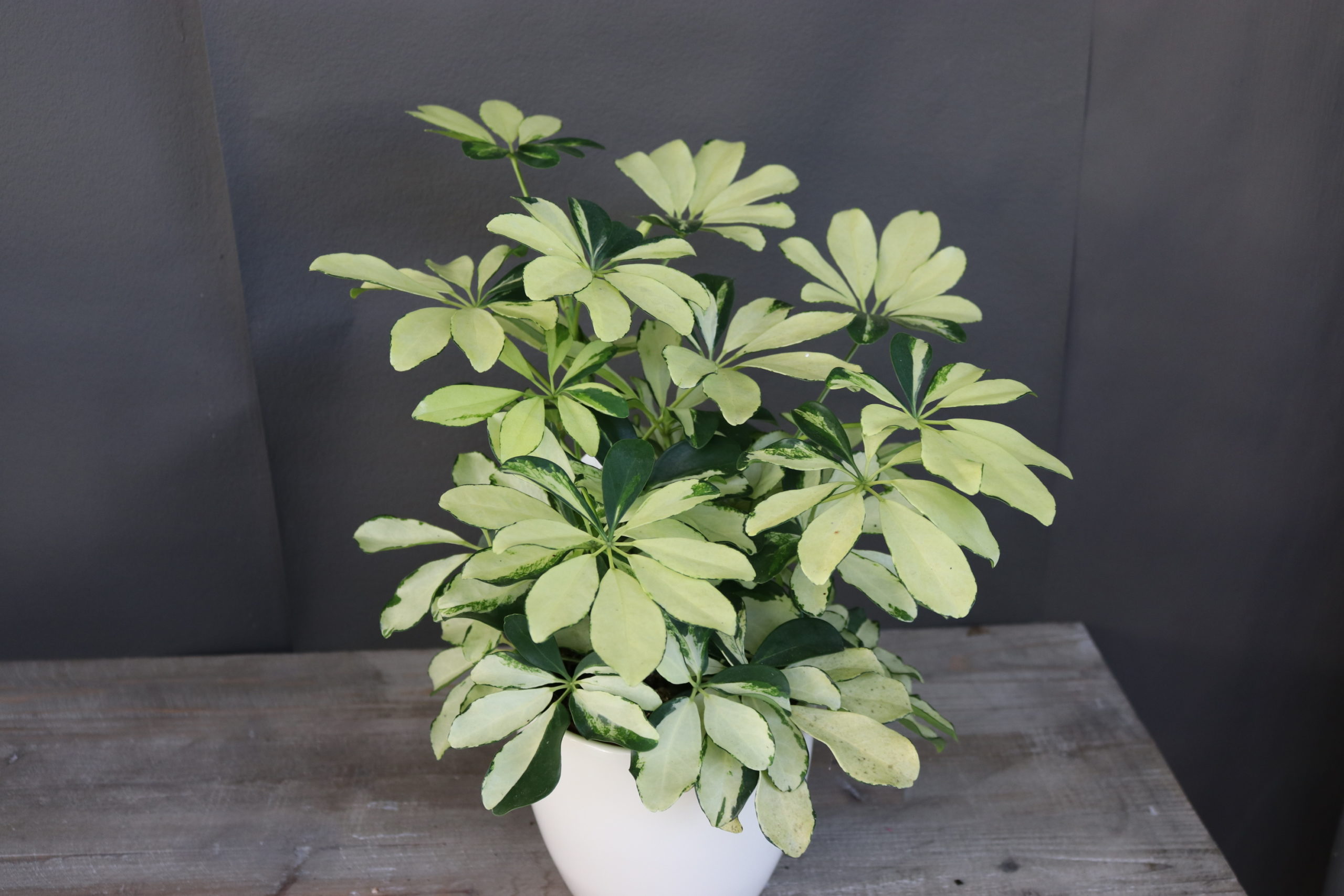 Schefflera