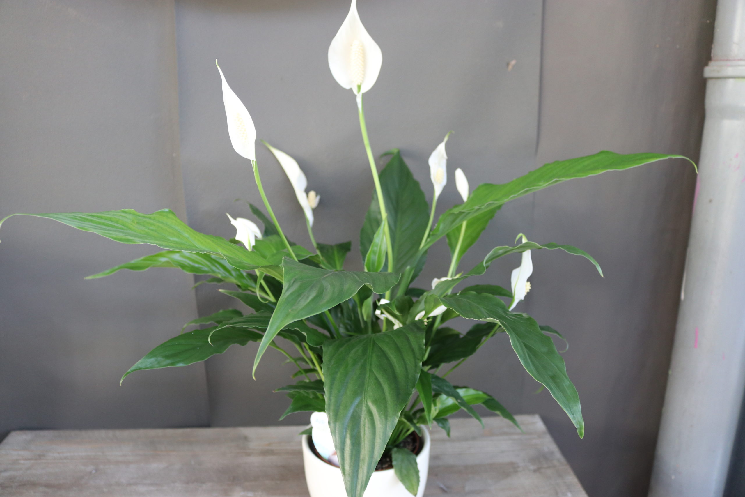 Spathiphyllum