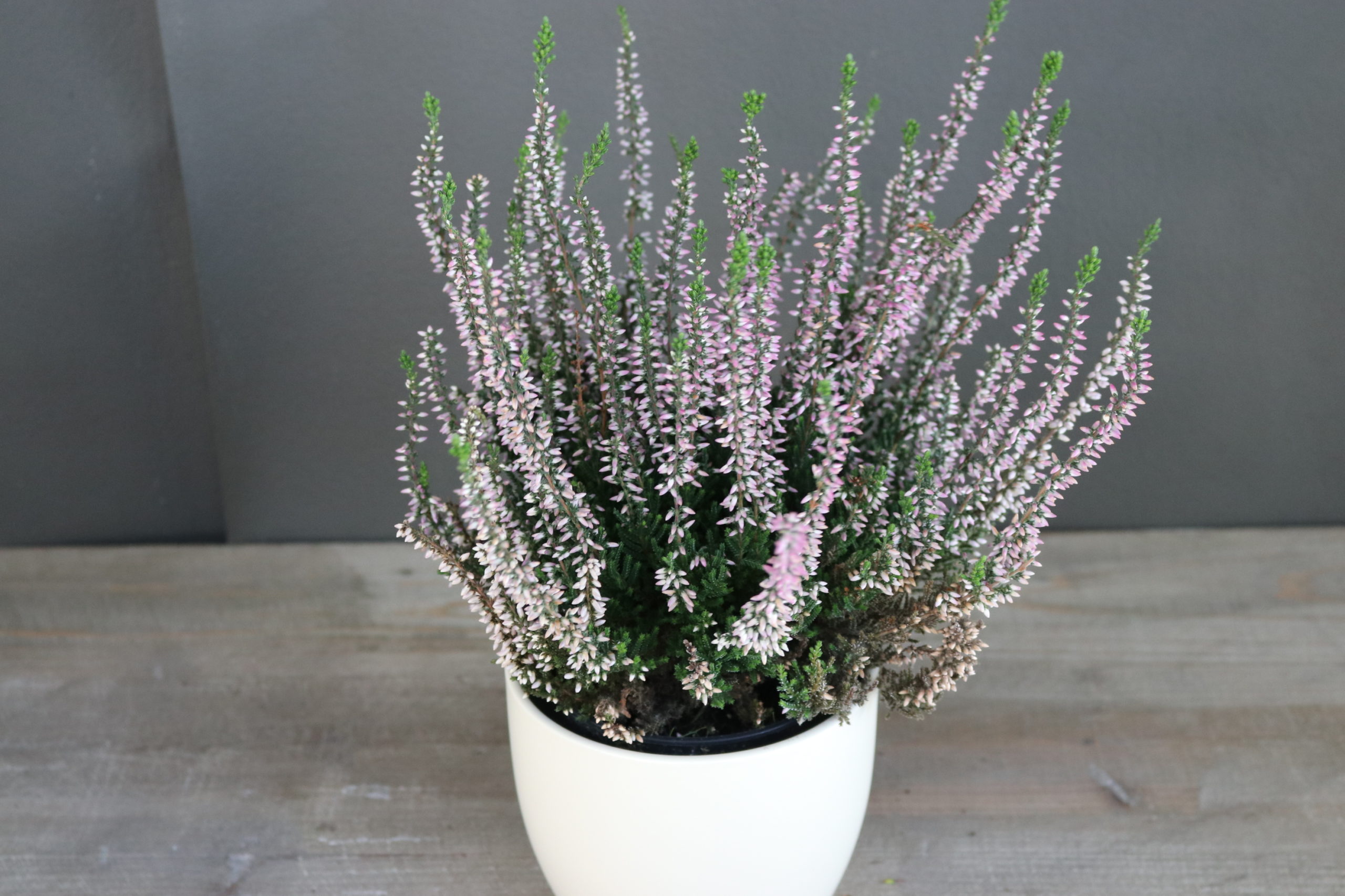 Calluna lila