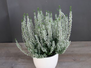 [:de]Calluna weiß[:it]Calluna bianco [:] – Bild 1