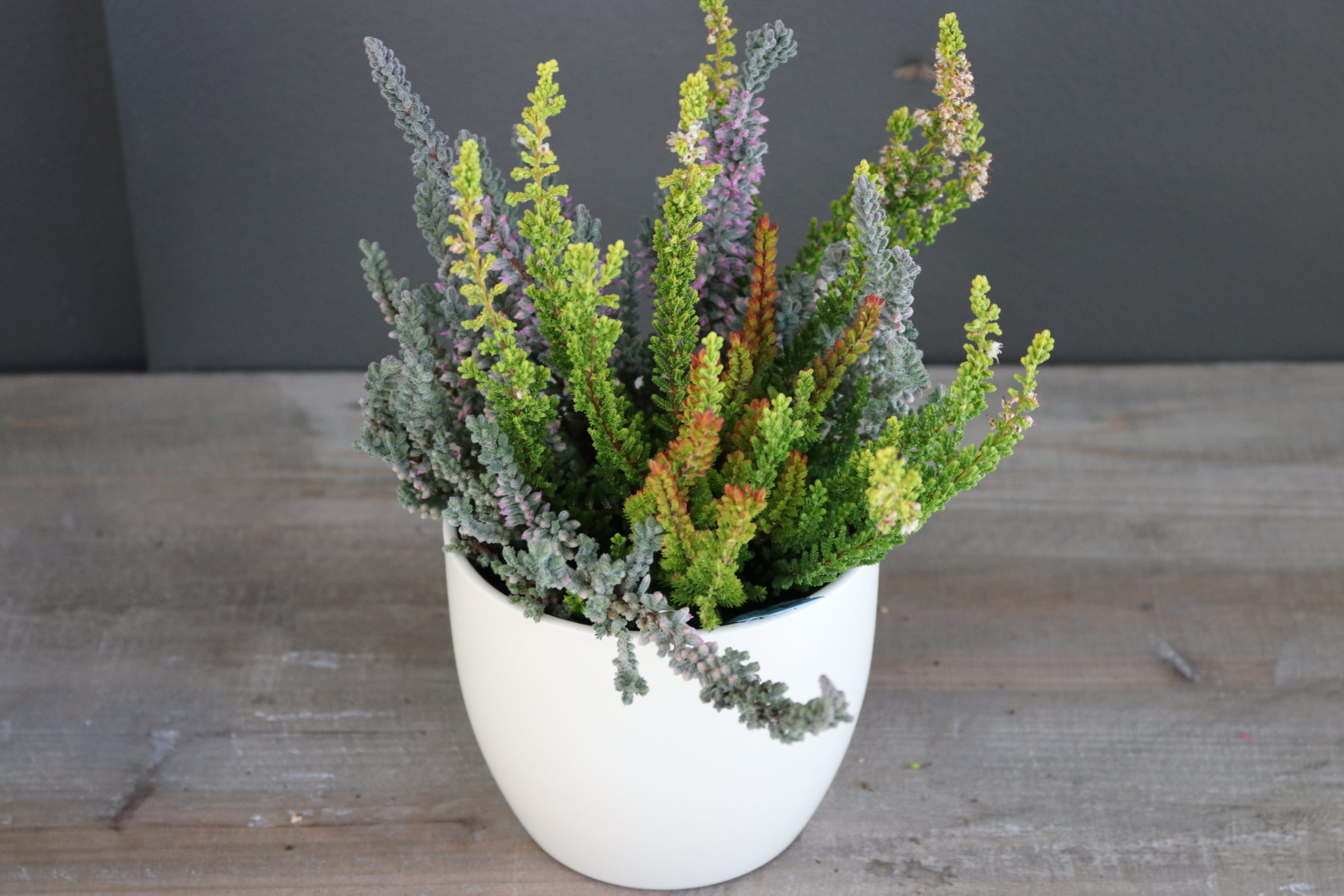 Calluna Sunset Girl mix